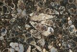 Polished Fossil Turritella Agate Stand Up - Wyoming #193559-1
